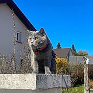 Hermann participe au concours pour gagner de l'argent avec cette photo : cat, grey_cat, animal, pet, collar, leash, concrete_pillar, outdoor, blue_sky, house, garden, plants, shrubs, daylight, sunny, nature, fence, tree_stump, wildlife, domestic