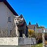 cat, grey_cat, animal, pet, collar, leash, concrete_pillar, outdoor, blue_sky, house, garden, plants, shrubs, daylight, sunny, nature, fence, tree_stump, wildlife, domestic