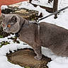 Hermann a rejoint le concours — aidez-le/la à gagner de superbes lots ! cat, gray_cat, snow, outdoors, leash, harness, amber_eyes, stone, brick, winter, pet, animal, fur, walking, garden, nature, exploring, cute, domestic_cat, side_view