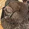 Hermann participe au concours pour gagner de l'argent avec cette photo : cat, gray_cat, curled_up, sleeping, fluffy, pet, cozy, blanket, shaggy_blanket, indoor, cute, feline, relaxed, resting, fur, animal, domestic_cat, soft, nap, whiskers
