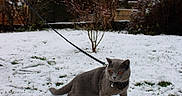 Hermann participe au concours pour gagner de l'argent avec cette photo : cat, gray_cat, snow, leash, outdoor, winter, house, tree, grass, pet, animal, feline, collar, nature, daylight, backyard, cold, walking, domestic, fur