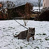 cat, gray_cat, snow, leash, outdoor, winter, house, tree, grass, pet, animal, feline, collar, nature, daylight, backyard, cold, walking, domestic, fur