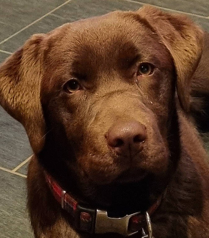 Siska participe au concours pour gagner de l'argent avec cette photo : borador, carnivore, collar, companion_dog, dog, dog_breed, dog_collar, fawn, fur, gun_dog, hat, leash, liver, pet_supply, pointing_breed, retriever, snout, sporting_group, whiskers, working_animal