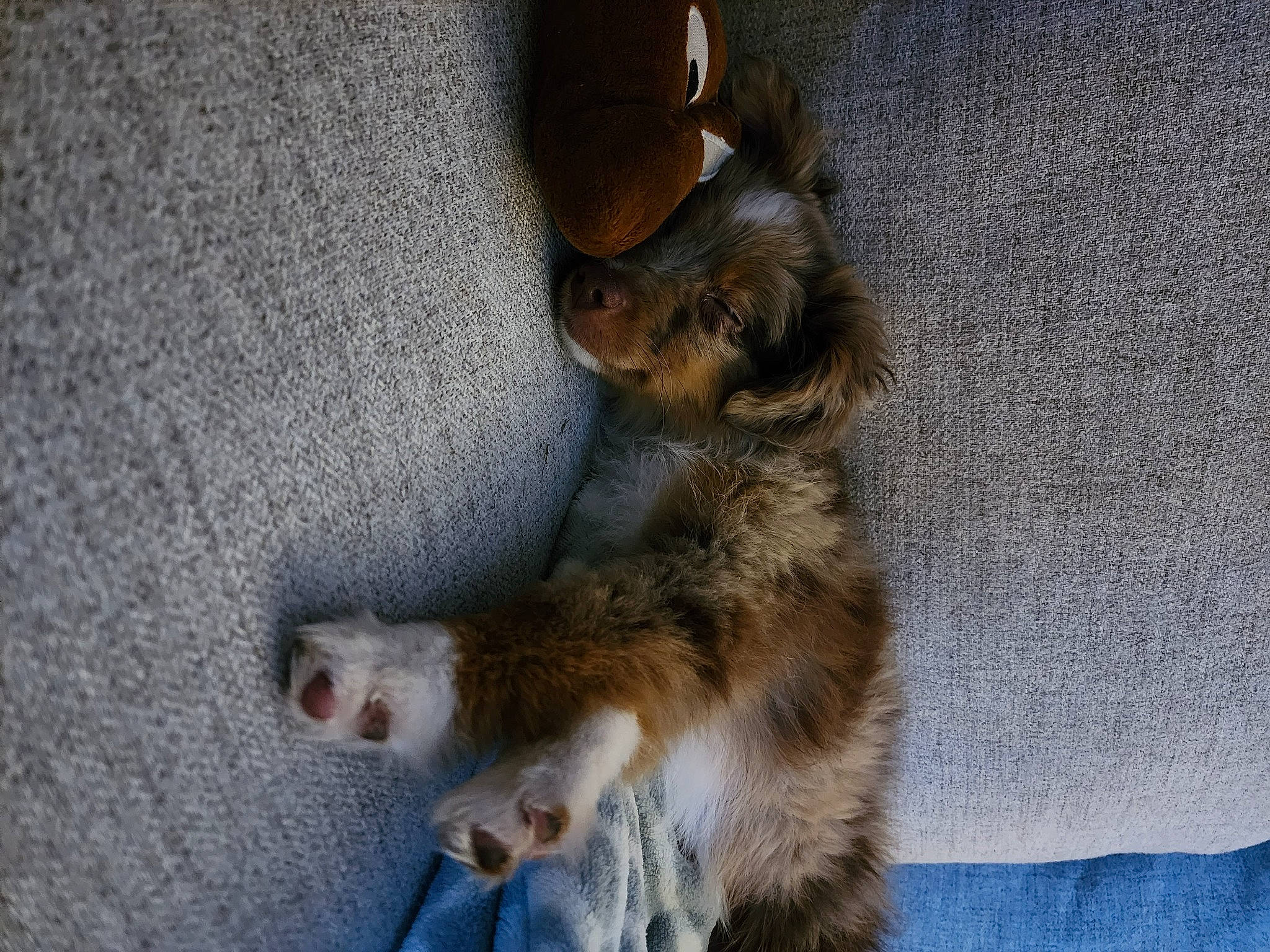 Mila joined the competition — help win amazing prizes! carnivore, claw, companion_dog, dog, dog_breed, domestic_short_haired_cat, fawn, felidae, fur, paw, small_to_medium_sized_cats, sporting_group, street_dog, tail, terrestrial_animal, vertebrate, whiskers, wood, working_animal, working_dog