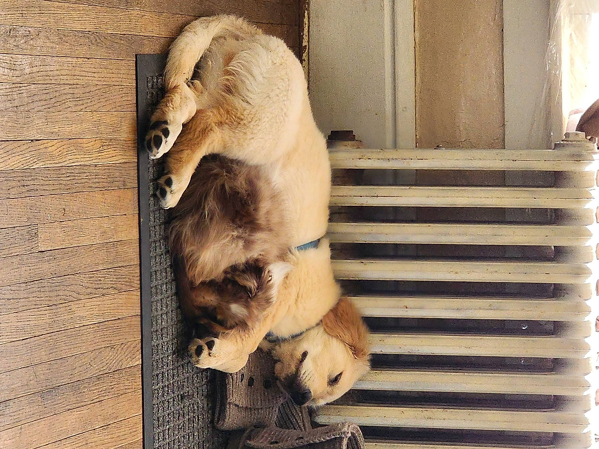 Mila joined the competition — help win amazing prizes! canidae, carnivore, companion_dog, dog, dog_breed, door, fawn, felidae, fur, hardwood, pet_supply, snout, sporting_group, tail, terrestrial_animal, wildlife, wood, working_animal