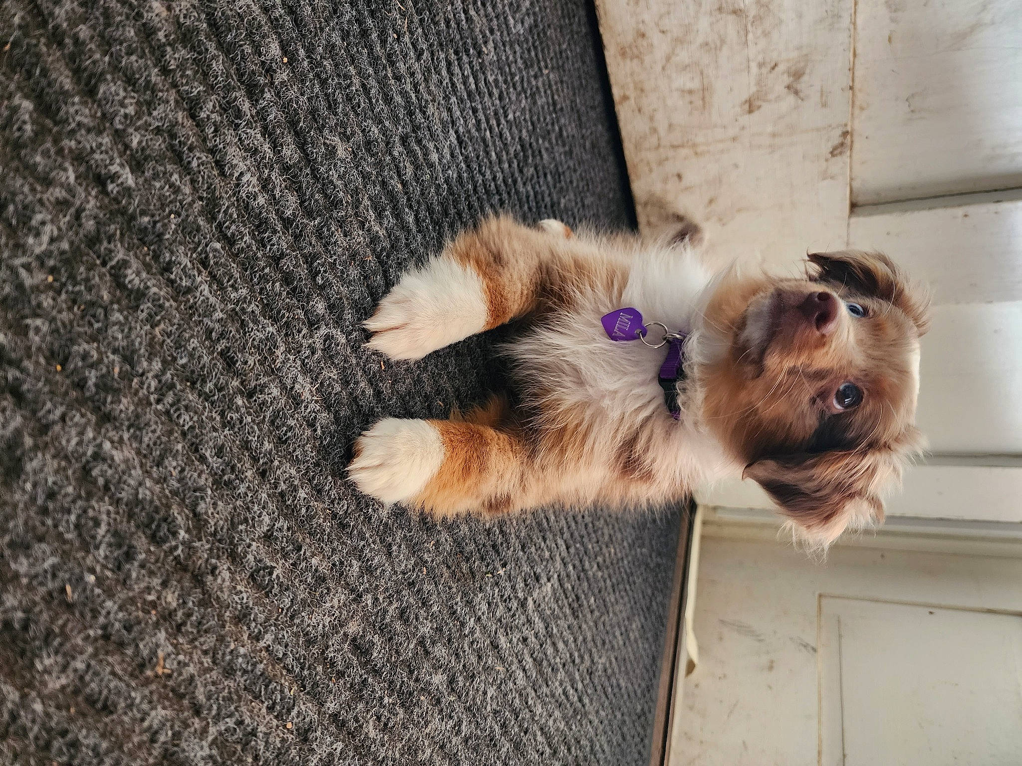 Mila is registered to the contest to win money with this photo: border_terrier, carnivore, companion_dog, dog, dog_breed, dog_supply, felidae, fur, liver, paw, puppy, small_terrier, tail, terrier, toy_dog, wood, working_animal, working_terrier