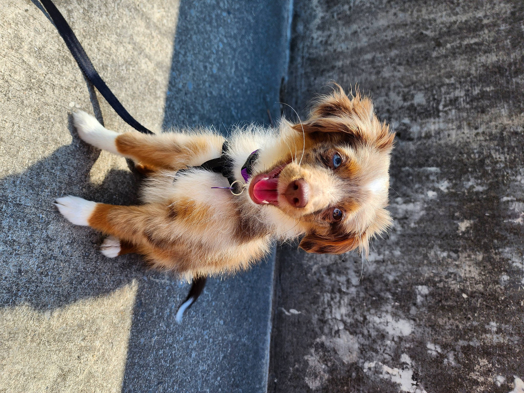 Mila joined the competition — help win amazing prizes! asphalt, carnivore, chipmunk, companion_dog, dog, dog_breed, domestic_short_haired_cat, fawn, felidae, fur, leash, paw, pomeranian, road_surface, shadow, sidewalk, small_to_medium_sized_cats, street_dog, tail, whiskers