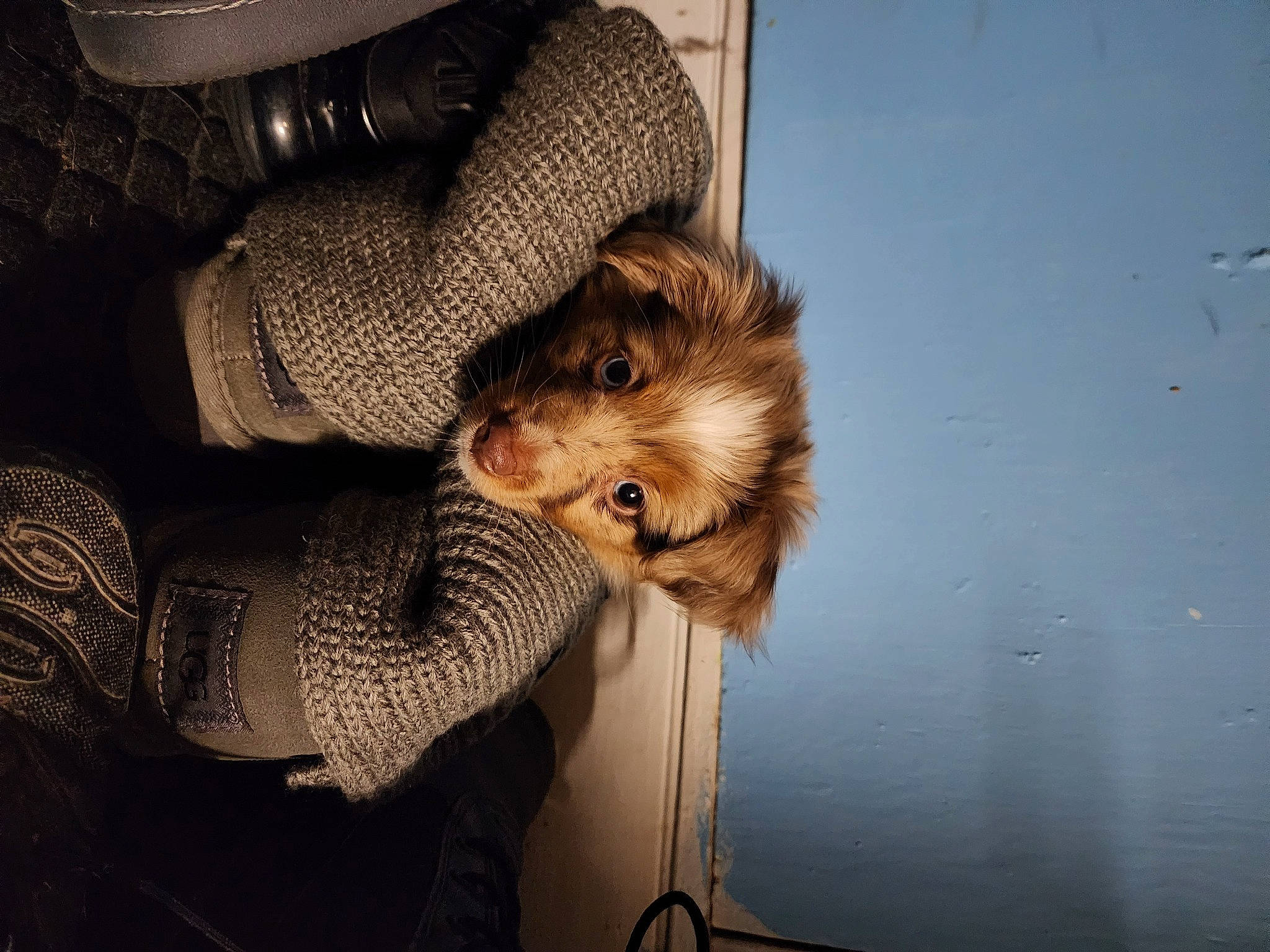 Mila is registered to the contest to win money with this photo: canidae, carnivore, claw, comfort, companion_dog, dog, dog_breed, fawn, fur, small_terrier, snout, sporting_group, toy_dog, whiskers, wood