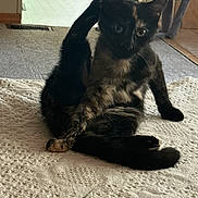 Sonny joined the competition — help win amazing prizes! cat, tortoiseshell, pet, indoor, grooming, sitting, blanket, feline, animal, curious, raised_leg, fur, cute, cozy, home, carpet, relaxed, looking, paw, comfort