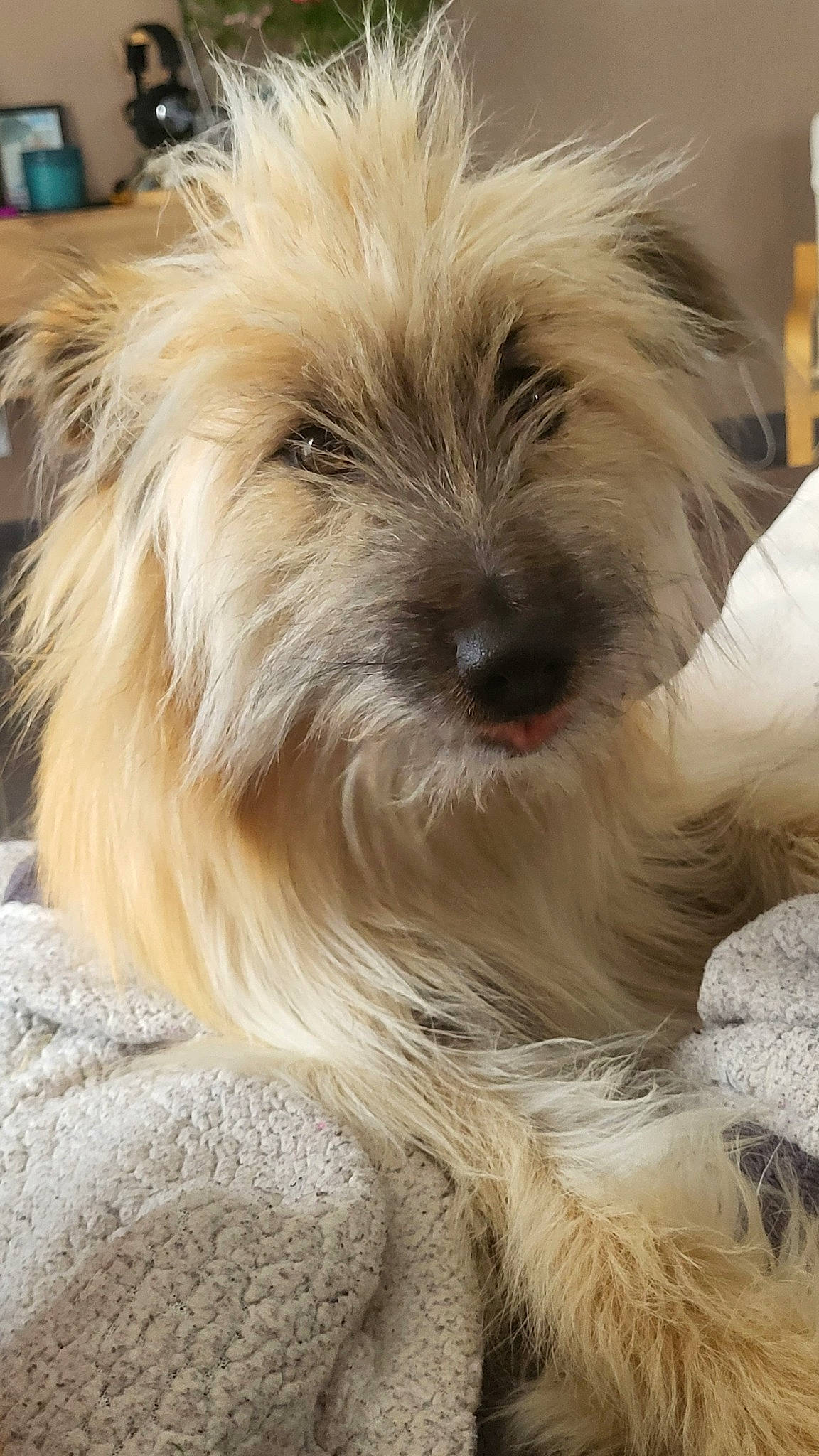 Tobby a rejoint le concours — aidez-le/la à gagner de superbes lots ! biewer_terrier, canidae, carnivore, companion_dog, dog, dog_breed, fur, giant_dog_breed, maltepoo, non_sporting_group, puppy, shih_poo, small_terrier, snout, sporting_group, terrestrial_animal, terrier, toy_dog, working_animal, yorkipoo