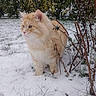 Charly Babbit participe au concours pour gagner de l'argent avec cette photo : animal, branches, bushes, cat, cold, daylight, ears, eyes, feline, fur, grass, looking_away, nature, orange_cat, outdoor, pet, serene, snow, whiskers, winter