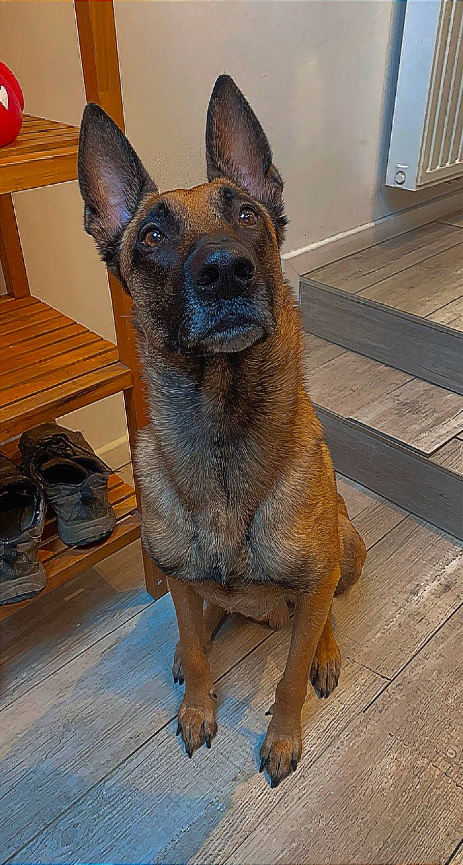 Diablo a rejoint le concours — aidez-le/la à gagner de superbes lots ! ancient_dog_breeds, canidae, carnivore, chair, collar, companion_dog, dog, dog_breed, fawn, flooring, fur, liver, snout, sporting_group, terrestrial_animal, toy_dog, whiskers, wood, working_animal, working_dog