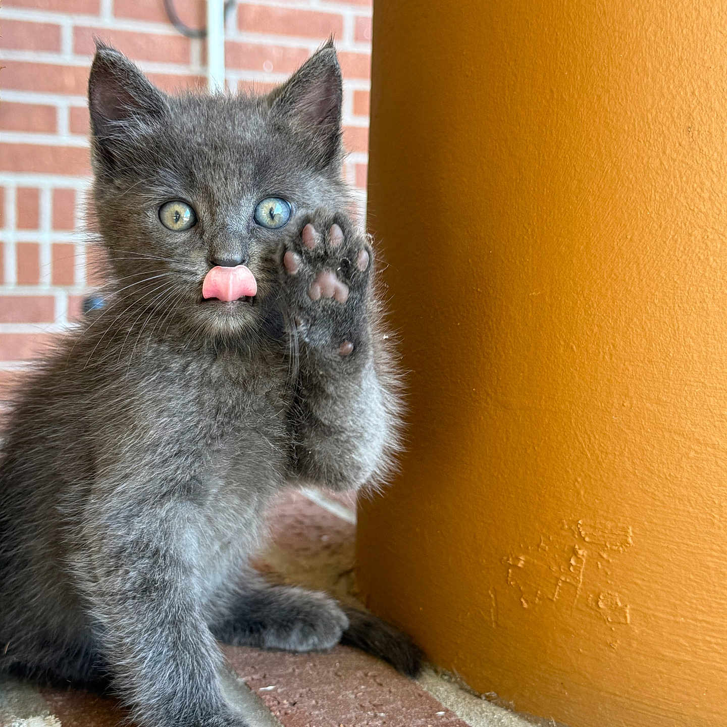 Kashmere joined the competition — help win amazing prizes! adorable, animal, brick_floor, close_up, curious_eyes, cute, feline, furry, gray_fur, indoor, kitten, licking, orange_pillar, paw, pet, playful, sitting, small, whiskers, young_cat