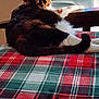 Boo is registered to the contest to win money with this photo: animal, calico_cat, cat, chair, clothes, cozy, fur, furniture, home, indoor, paw, pet, plaid_blanket, relaxation, resting, soft_light, storage_drawer, stretching, table, wood