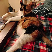 Boo joined the competition — help win amazing prizes! animal, blanket, calico, cat, comfort, cozy, curtain, domestic, feline, fur, home, indoor, pet, plaid, relaxing, resting, stretching, table, window, wooden_armrest