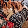 Boo joined the competition — help win amazing prizes! animal, bed, bell, blanket, calico, carpet, cat, collar, cozy, cute, domestic, fur, indoor, looking, pattern, paw, pet, plaid, relaxed, tail