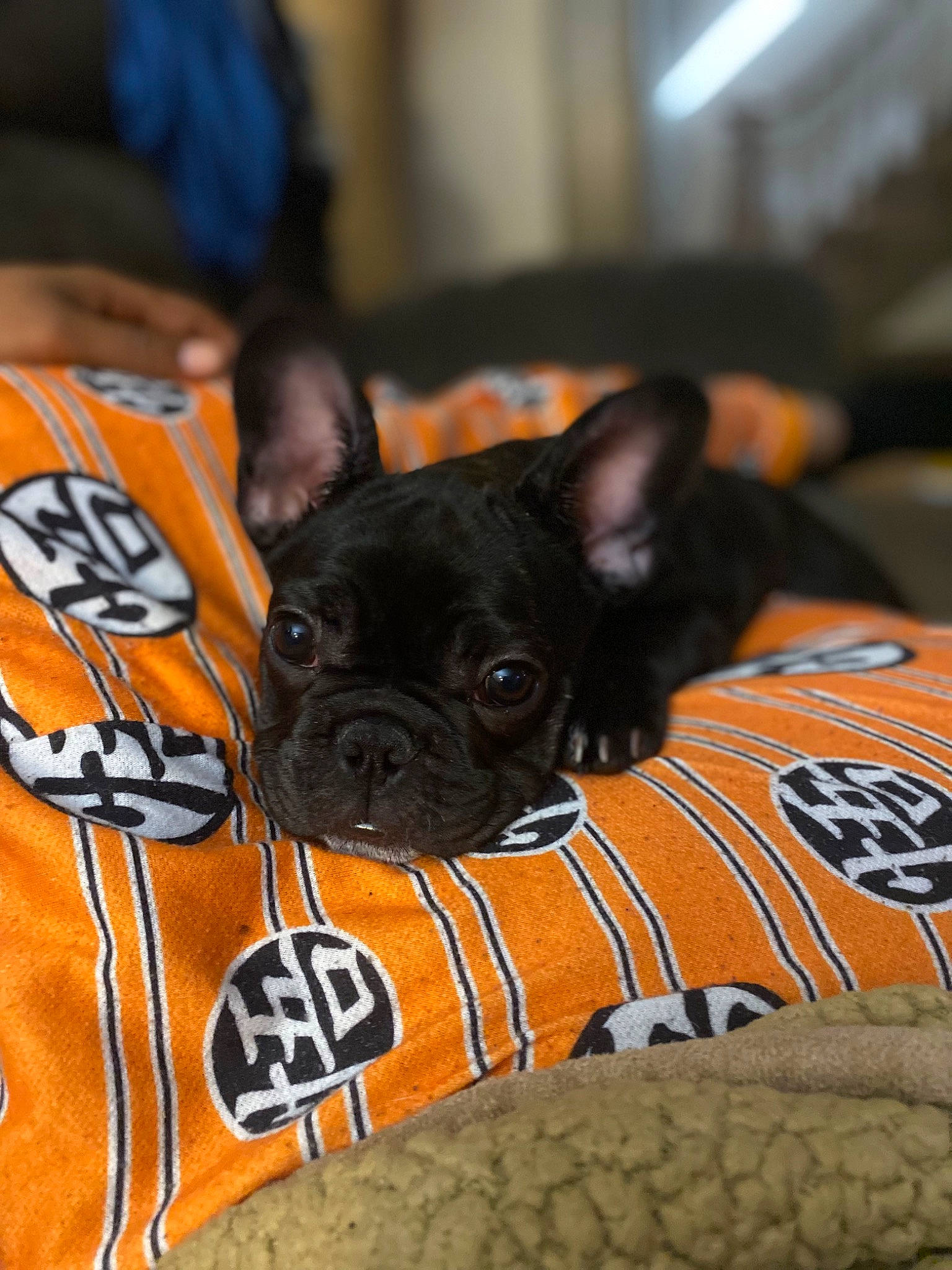 China is registered to the contest to win money with this photo: canidae, carnivore, comfort, companion_dog, dog, dog_breed, dog_supply, fawn, felidae, french_bulldog, linens, pet_supply, reflex_camera, snout, sporting_group, terrestrial_animal, toy_dog, whiskers, working_animal, wrinkle