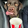 Tao participe au concours pour gagner de l'argent avec cette photo : animal, beverage, bodypart, canine, coffee, coffeecup, cream, cup, dessert, disposablecup, dog, food, hound, icecream, labradorretriever, mouth, person, pet, pointer, puppy