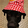 Tao participe au concours pour gagner de l'argent avec cette photo : animal, baseballcap, bonnet, canine, cap, clothing, dog, face, hat, head, hound, labradorretriever, person, pet, photography, pointer, portrait, puppy, silhouette, sunhat