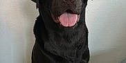 Tao participe au concours pour gagner de l'argent avec cette photo : animal, bodypart, bulldog, canine, couch, cushion, dog, furniture, homedecor, hound, labradorretriever, mouth, person, pet, pointer, puppy, tongue