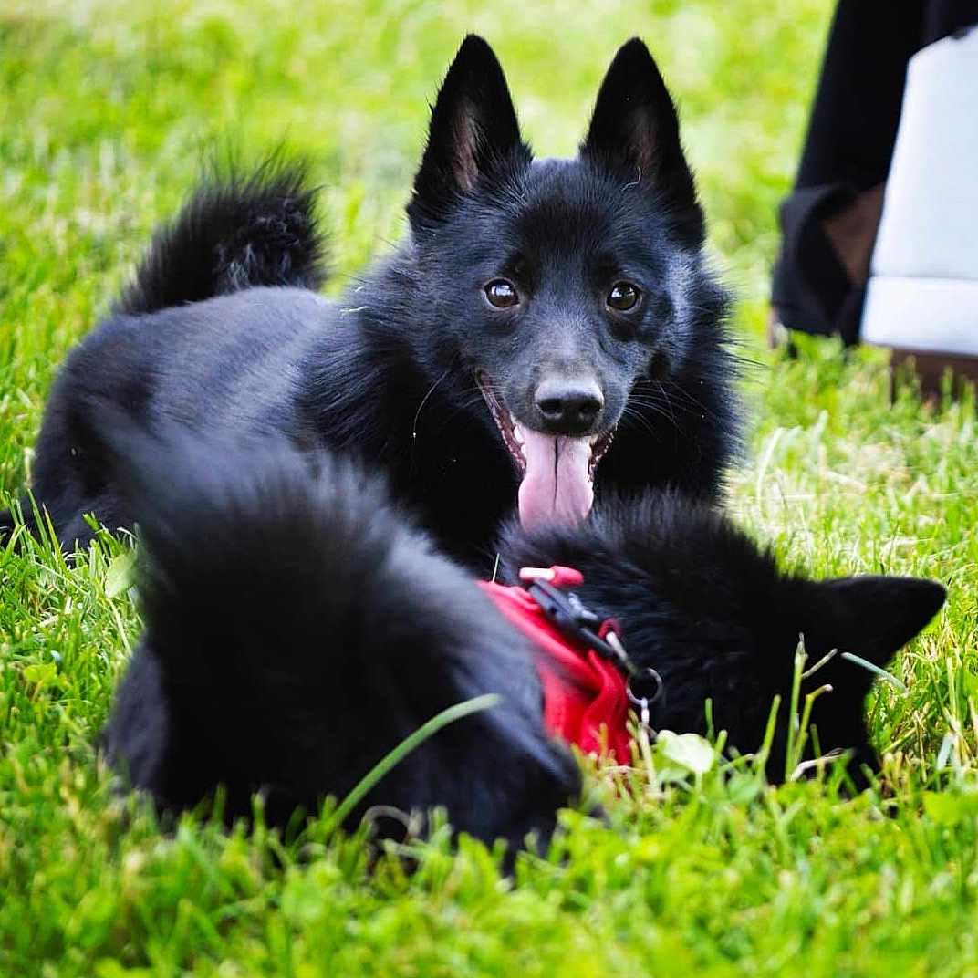 Odin