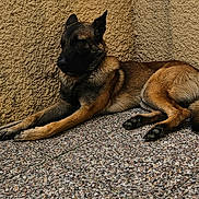 Tao a rejoint le concours — aidez-le/la à gagner de superbes lots ! beige_wall, black_muzzle, brown_fur, calm, canine, corner, dog, ears, lying_down, outdoor, paws, peaceful, pet, quiet, relaxed, resting, shadow, sunlight, textured_wall, tiled_floor