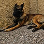 beige_wall, black_muzzle, brown_fur, calm, canine, corner, dog, ears, lying_down, outdoor, paws, peaceful, pet, quiet, relaxed, resting, shadow, sunlight, textured_wall, tiled_floor
