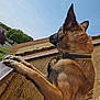 Tao a rejoint le concours — aidez-le/la à gagner de superbes lots ! animal, balcony, building, casual, collar, daylight, dog, fur, german_shepherd, looking, nature, outdoor, person, pet, railing, shoulder, sky, sunny, tree, watching