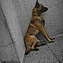 alone, animal, brown, calm, canine, collar, corner, dog, floor, indoors, pet, portrait, quiet, resting, side_view, sitting, still_life, texture, wall, watchful