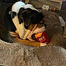 Meatloaf is registered to the contest to win money with this photo: animal, bed, black, bottle, brown, canine, cozy, cuddling, dog, fabric, floor, household, indoor, pet, plastic_container, resting, sleeping_area, stuffed_toy, toy, white