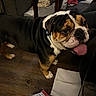 Meatloaf joined the competition — help win amazing prizes! animal, black, brown, bulldog, canine, companion, dog, domestic, floor, fur, happy, household, indoor, mammal, paper, pet, plate, tongue_out, white, wooden_floor