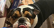Meatloaf is registered to the contest to win money with this photo: animal, black, boxes, brown, bulldog, close_up, dog, expression, floor, furniture, harry_potter, indoor, lego, person, pet, sock, tongue_out, toy, white, wooden_floor