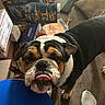 animal, black, boxes, brown, bulldog, close_up, dog, expression, floor, furniture, harry_potter, indoor, lego, person, pet, sock, tongue_out, toy, white, wooden_floor