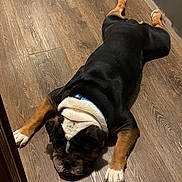 Meatloaf is registered to the contest to win money with this photo: animal, black, brown, bulldog, canine, collar, companion, dog, domestic_animal, flooring, fur, indoor, lying_down, paws, pet, relaxing, resting, sleepy, white, wood_floor