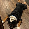 animal, black, brown, bulldog, canine, collar, companion, dog, domestic_animal, flooring, fur, indoor, lying_down, paws, pet, relaxing, resting, sleepy, white, wood_floor
