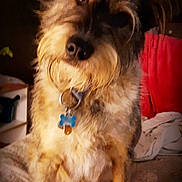 Tater joined the competition — help win amazing prizes! dog, pet, collar, tag, fur, bed, quilt, indoor, curious, head_tilt, animal, cozy, fluffy, brown_fur, ears, snout, home, furniture, blanket, television