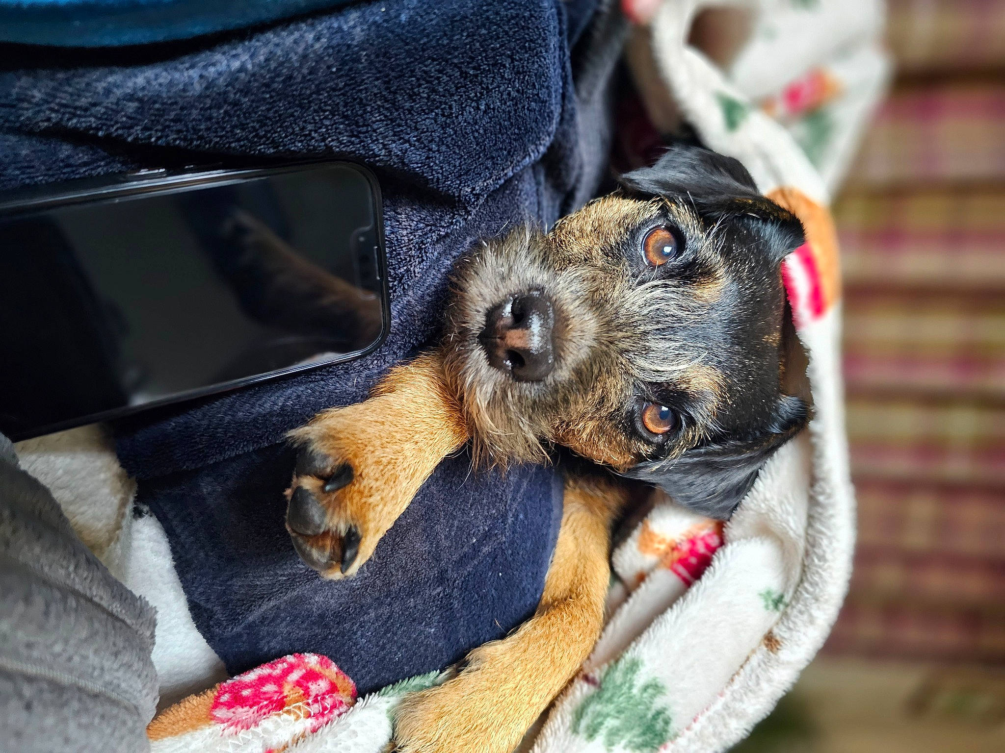 Lexi joined the competition — help win amazing prizes! canidae, carnivore, claw, collar, companion_dog, dog, dog_breed, dog_collar, dog_supply, ear, electric_blue, fawn, fur, guard_dog, paw, puppy, sporting_group, whiskers, working_animal, working_dog