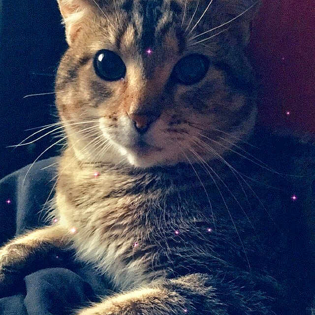 Chirp is registered to the contest to win money with this photo: aegean_cat, american_wirehair, asian, california_spangled, carnivore, cat, domestic_short_haired_cat, dragon_li, egyptian_mau, european_shorthair, felidae, fur, kitten, ojos_azules, sky, small_to_medium_sized_cats, snout, tabby_cat, whiskers