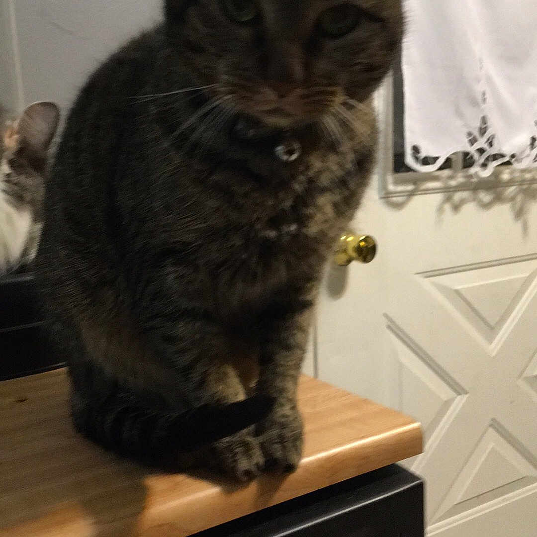 Nya Nya