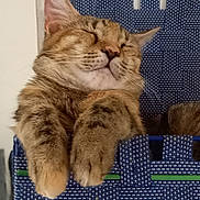 Pipelette participe au concours pour gagner de l'argent avec cette photo : animal, basket, blue, cat, closeup, cozy, cute, ears, face, feline, fur, indoor, paws, pet, relaxed, resting, sleeping, tabby_cat, whiskers, woven_basket