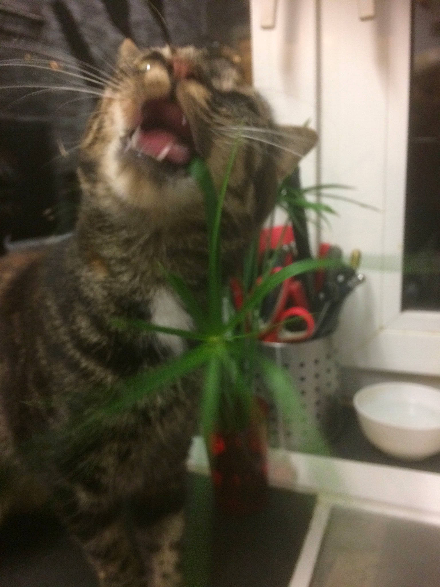 Judy a rejoint le concours — aidez-le/la à gagner de superbes lots ! american_shorthair, carnivore, cat, domestic_short_haired_cat, dragon_li, european_shorthair, facial_expression, felidae, ocicat, pixie_bob, plant, small_to_medium_sized_cats, snout, tabby_cat, whiskers