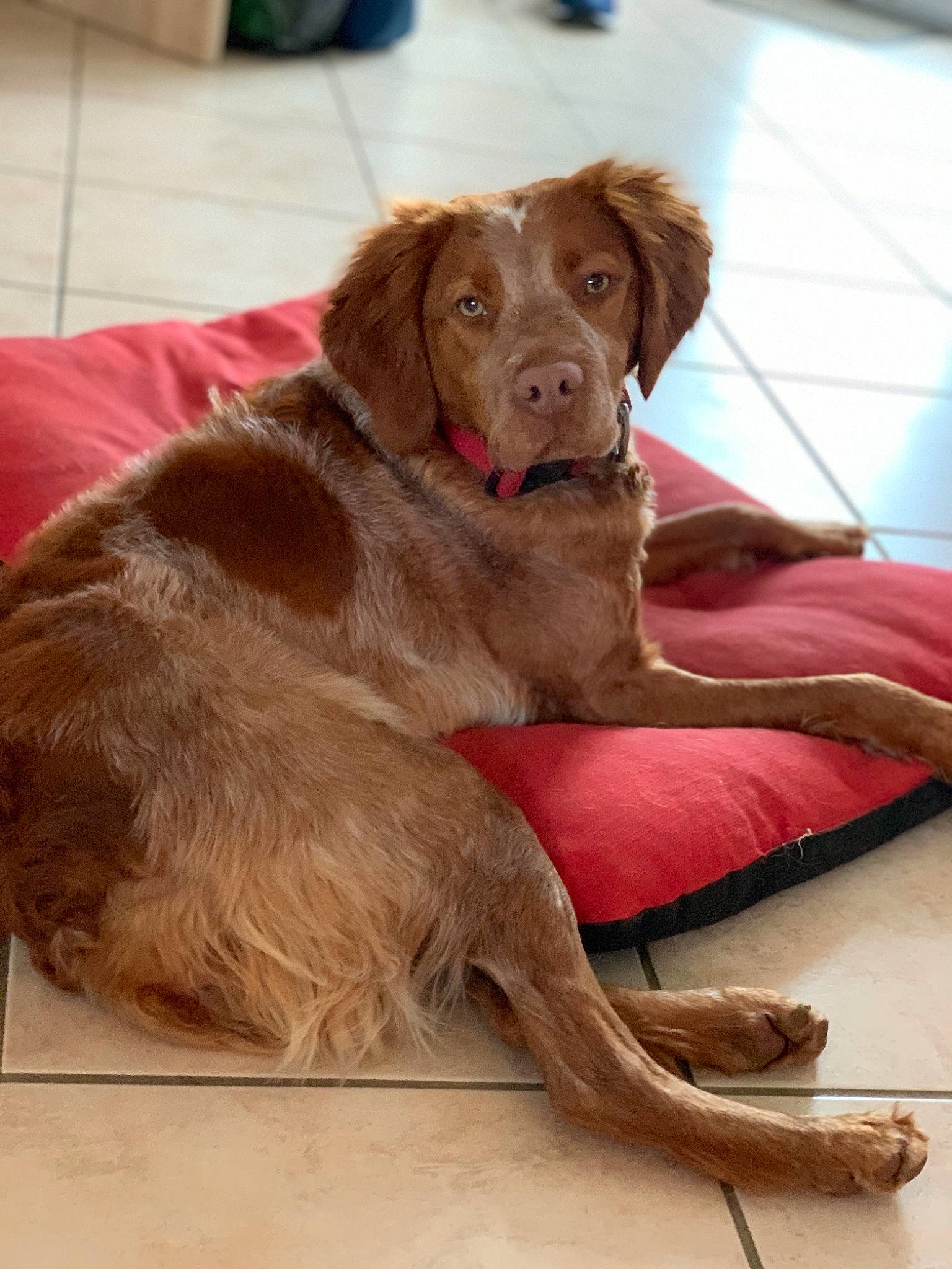 Perle participe au concours pour gagner de l'argent avec cette photo : canidae, carnivore, companion_dog, dog, dog_breed, fawn, floor, german_longhaired_pointer, hunting_dog, liver, mammal, nova_scotia_duck_tolling_retriever, pointing_breed, retriever, spaniel, sporting_group, vertebrate