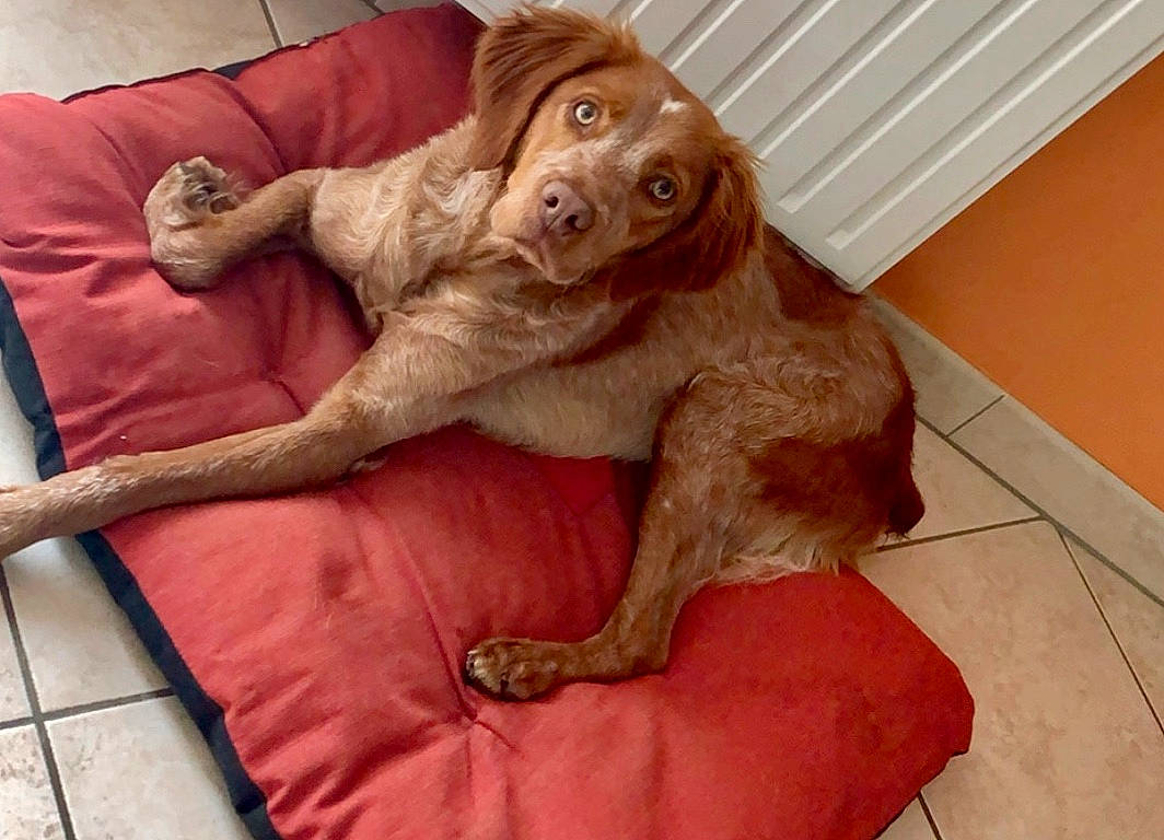 Perle participe au concours pour gagner de l'argent avec cette photo : canidae, carnivore, companion_dog, dog, dog_breed, fawn, liver, mammal, retriever, spaniel, sporting_group, vertebrate