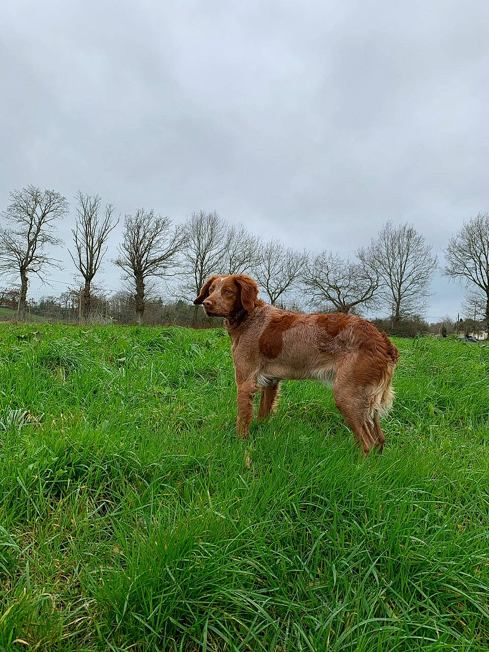 Perle participe au concours pour gagner de l'argent avec cette photo : brittany, canidae, carnivore, dog, dog_breed, fawn, grass, hunting_dog, mammal, nova_scotia_duck_tolling_retriever, pasture, sporting_group, vertebrate, wildflower