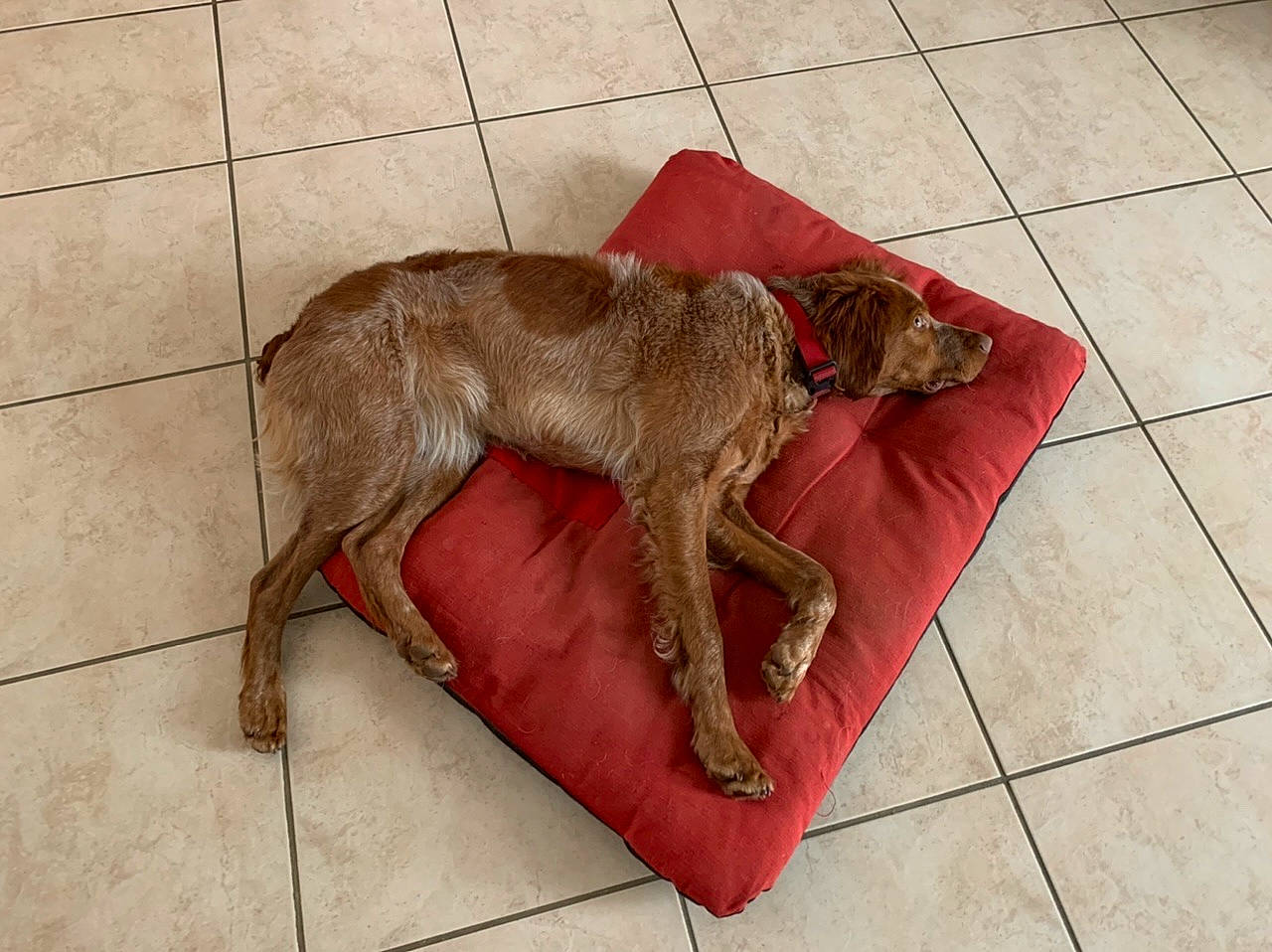 Perle a rejoint le concours — aidez-le/la à gagner de superbes lots ! canidae, carnivore, dog, dog_breed, fawn, floor, flooring, liver, lurcher, mammal, sporting_group, street_dog, tail, tile