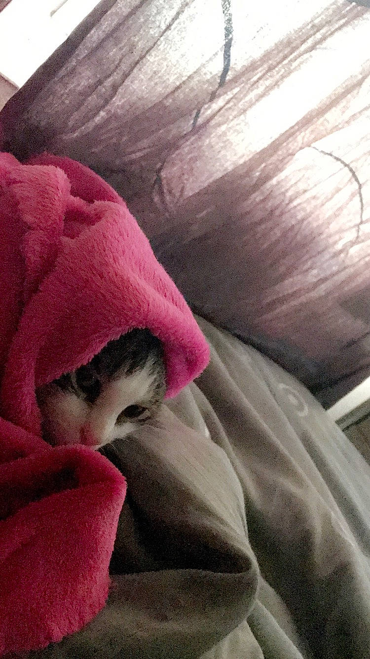 Helio participe au concours pour gagner de l'argent avec cette photo : flower, linens, magenta, petal, pink, plant, purple, textile