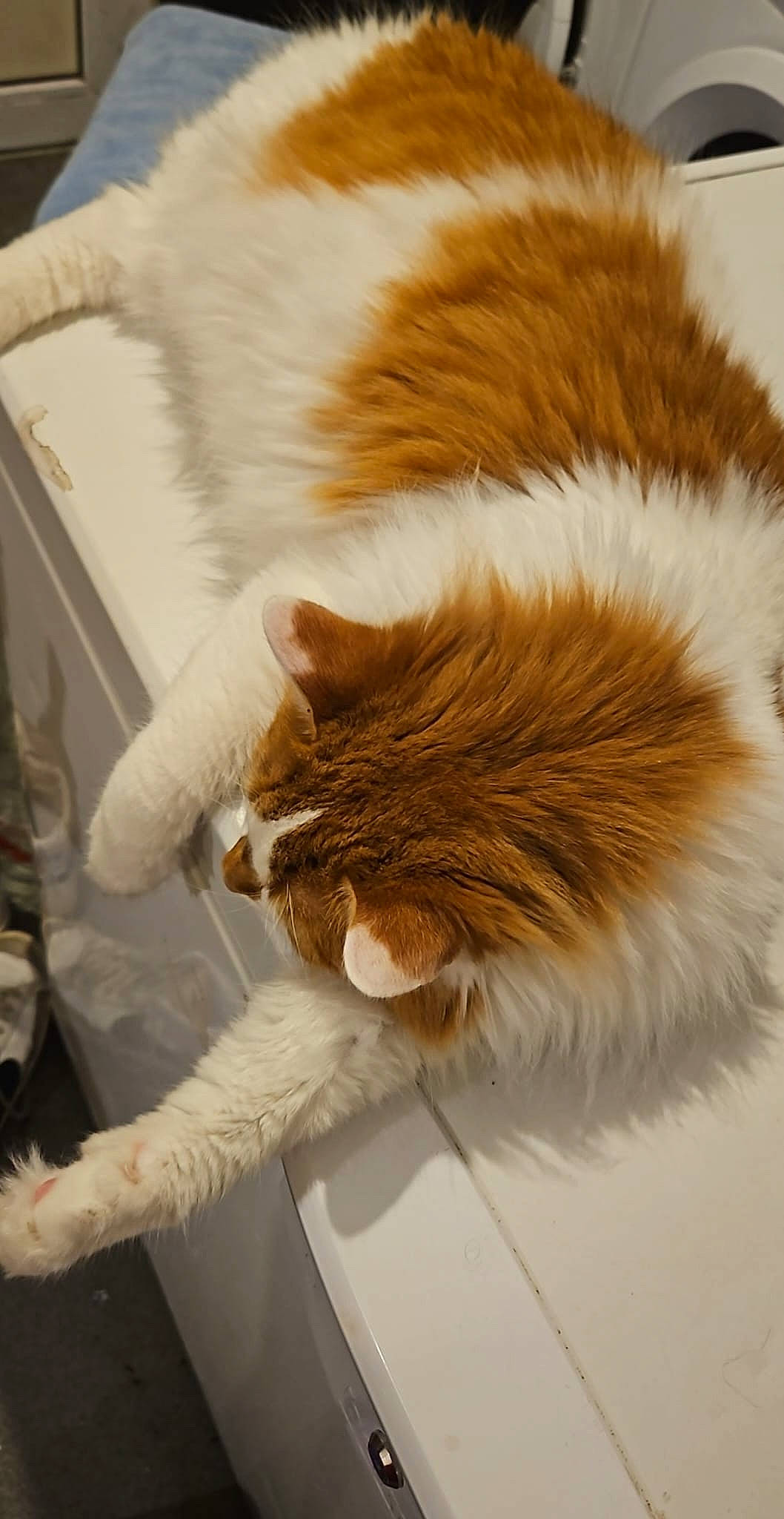 Simba is registered to the contest to win money with this photo: animal_product, carnivore, cat, claw, comfort, fashion_accessory, fawn, feather, felidae, flooring, fur, mammal, natural_material, paw, small_to_medium_sized_cats, snout, tail, whiskers