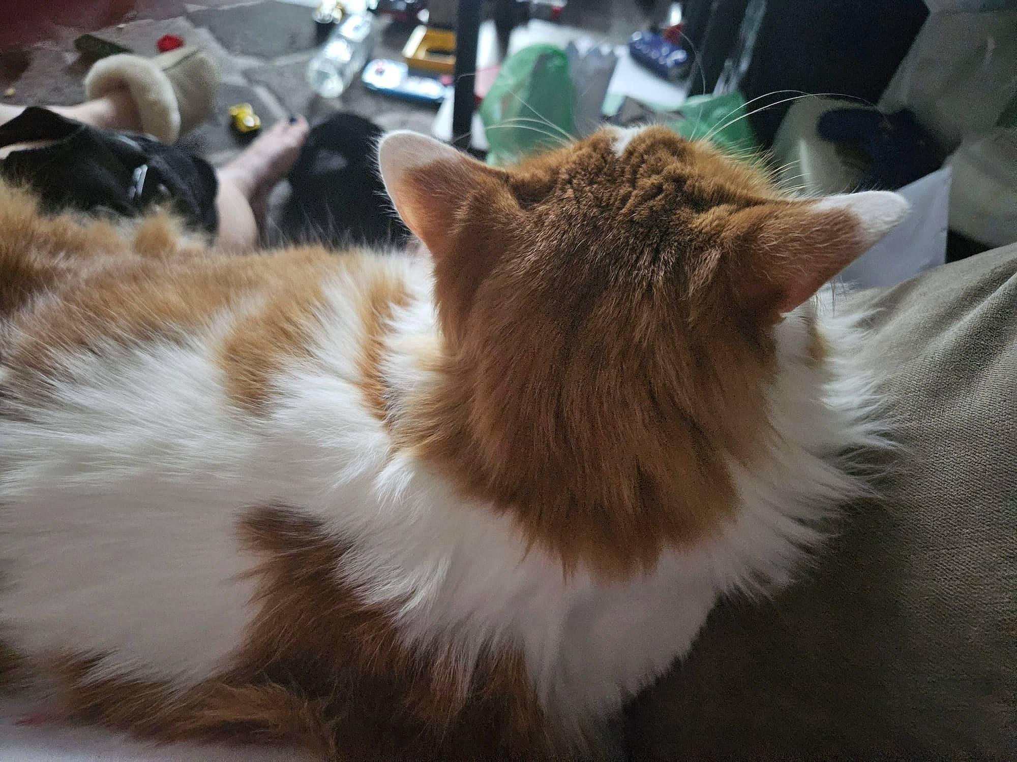 Simba is registered to the contest to win money with this photo: carnivore, cat, claw, domestic_short_haired_cat, fawn, felidae, fur, small_to_medium_sized_cats, snout, tail, terrestrial_animal, whiskers