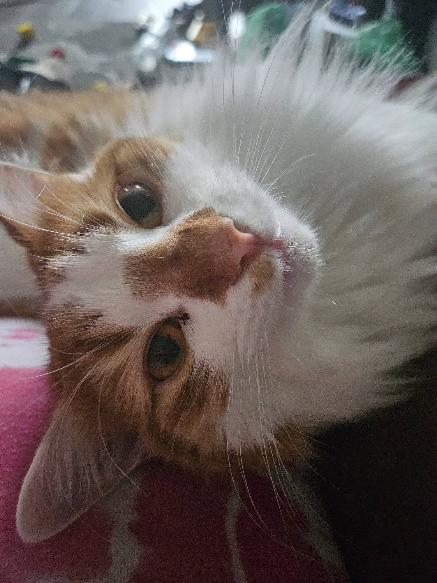 Simba joined the competition — help win amazing prizes! carnivore, cat, claw, close_up, domestic_short_haired_cat, fawn, felidae, fur, paw, plant, small_to_medium_sized_cats, snout, tail, terrestrial_animal, tree, whiskers, window