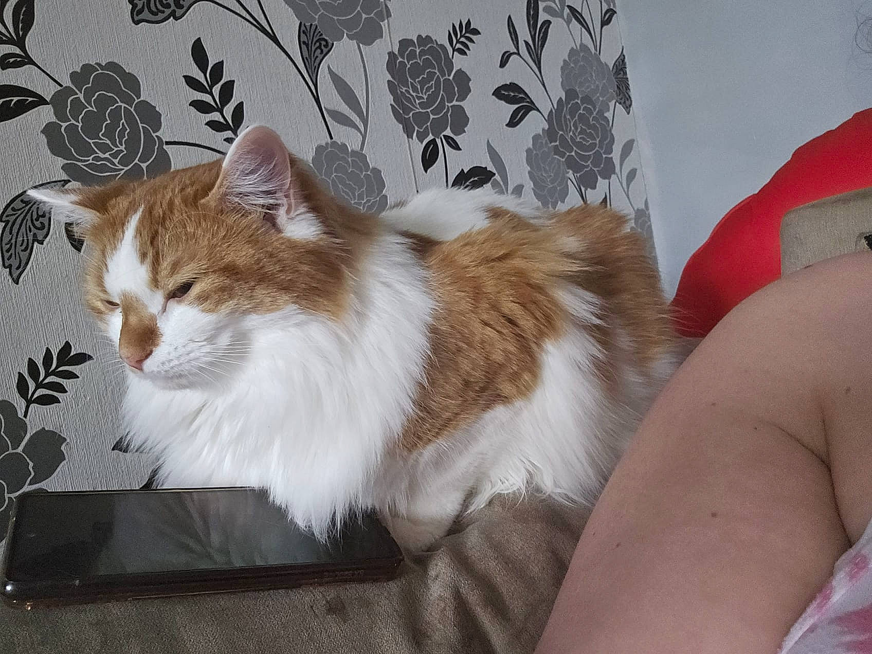 Simba is registered to the contest to win money with this photo: box, carnivore, cat, comfort, domestic_short_haired_cat, fawn, felidae, fur, paw, sitting, small_to_medium_sized_cats, tail, terrestrial_animal, whiskers, window